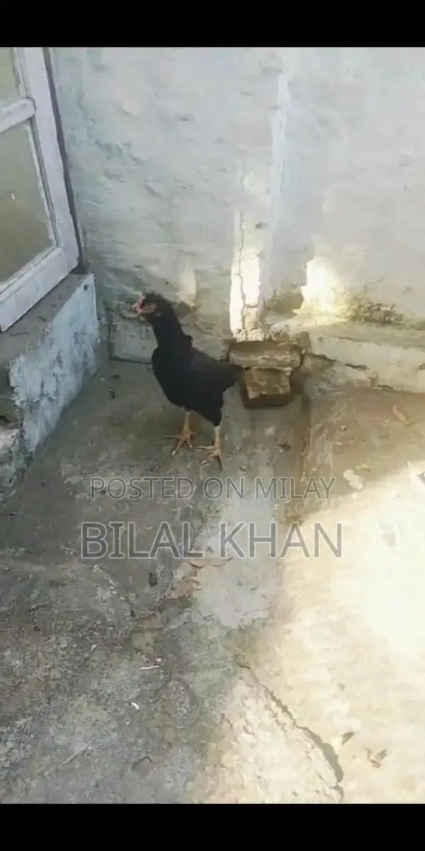 Authentic Aseel Mushki Madi Jet Black Rooster Breed