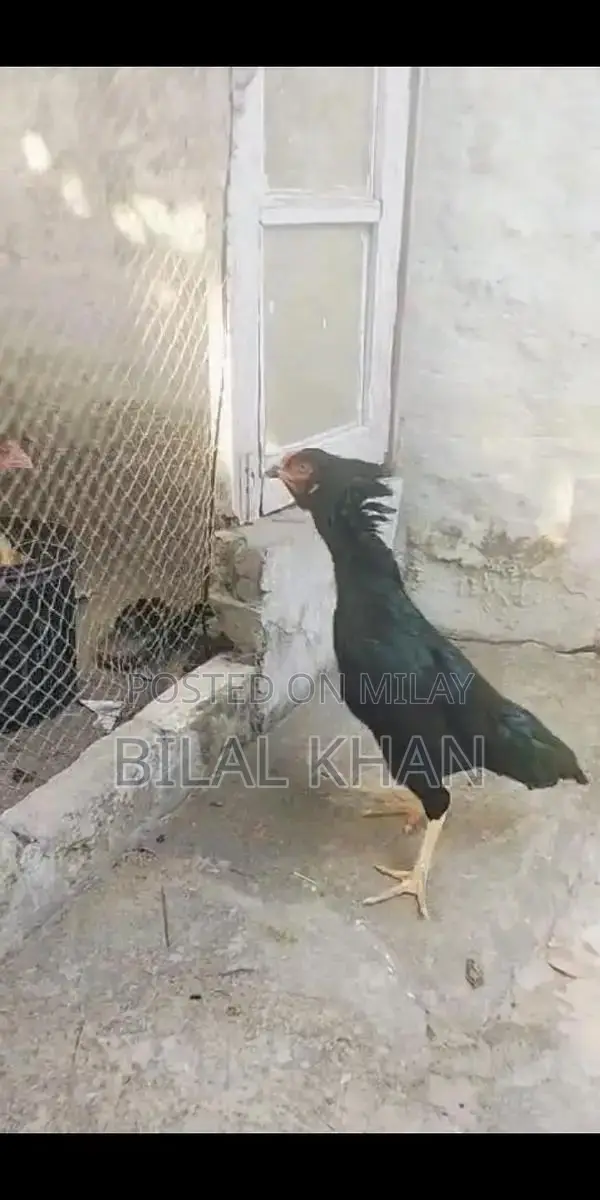 Authentic Aseel Mushki Madi Jet Black Rooster Breed