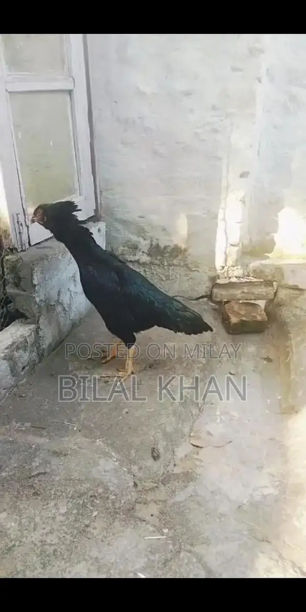Authentic Aseel Mushki Madi Jet Black Rooster Breed