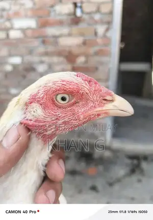 High-Quality Adeel Heera Premium Gemstone Jewelry Item