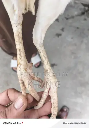 High-Quality Adeel Heera Premium Gemstone Jewelry Item