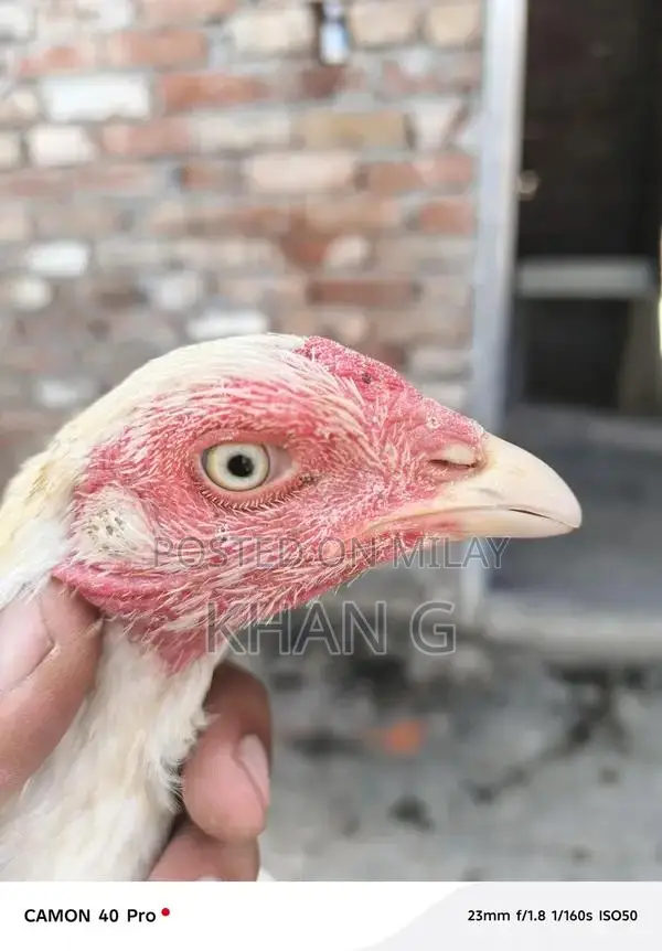 High-Quality Adeel Heera Premium Gemstone Jewelry Item