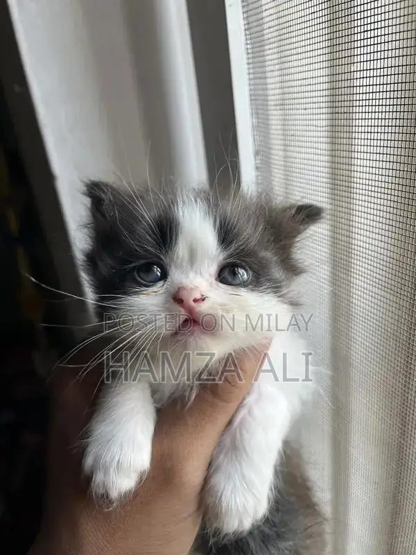Piki Face Kitten - Rare Breed Male Companion Cat