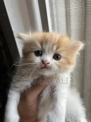 Piki Face Kitten - Rare Breed Male Companion Cat