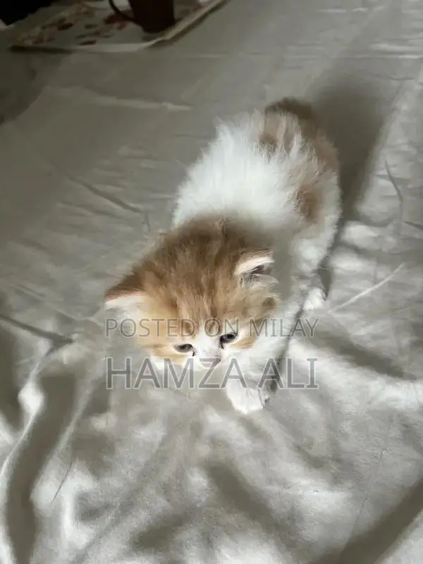 Piki Face Kitten - Rare Breed Male Companion Cat