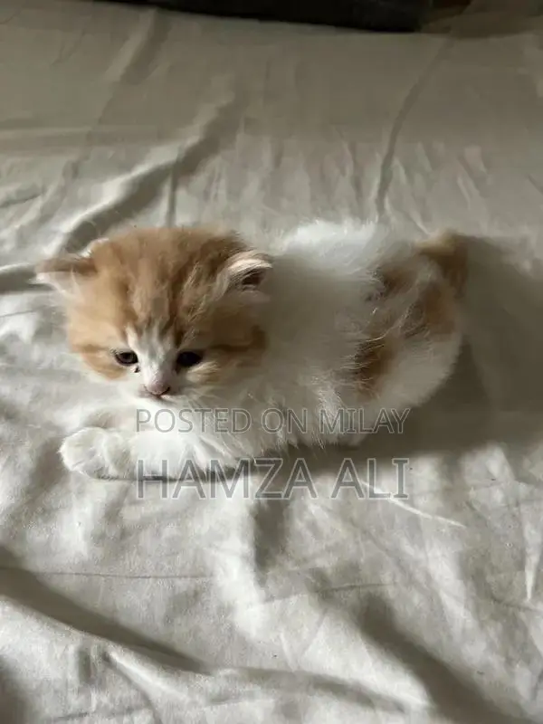 Piki Face Kitten - Rare Breed Male Companion Cat