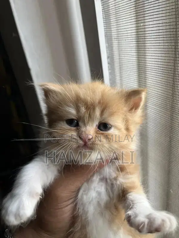 Piki Face Kitten - Rare Breed Male Companion Cat