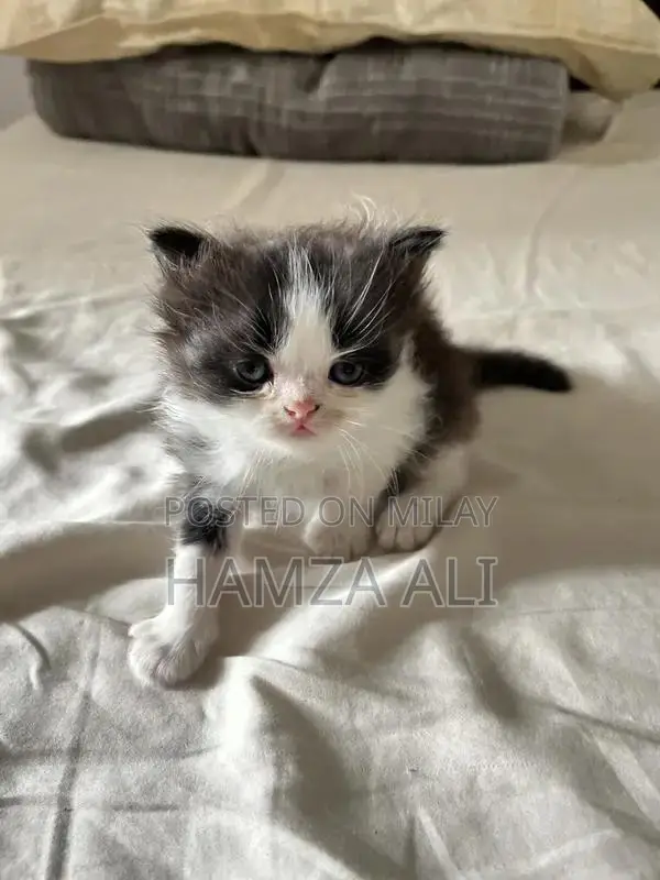 Piki Face Kitten - Rare Breed Male Companion Cat