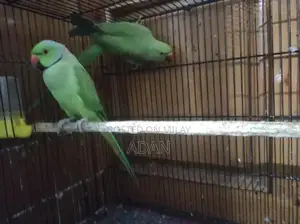 Photo - Talking Ring Neck Parrot Pair with Beautiful Feathers