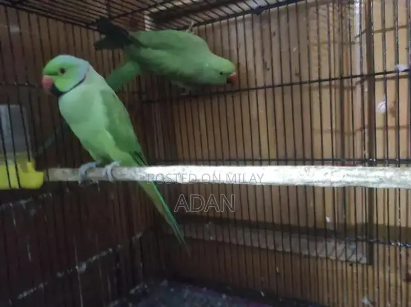 Talking Ring Neck Parrot Pair with Beautiful Feathers