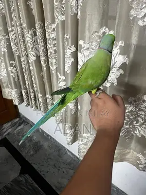 Talking Ring Neck Parrot Pair with Beautiful Feathers