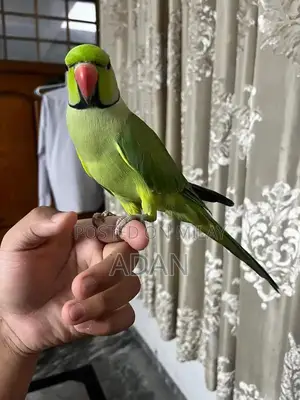 Talking Ring Neck Parrot Pair with Beautiful Feathers