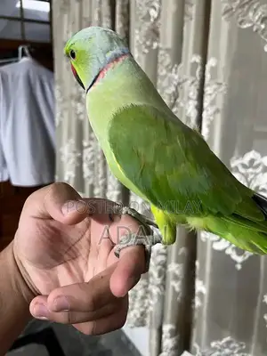 Talking Ring Neck Parrot Pair with Beautiful Feathers