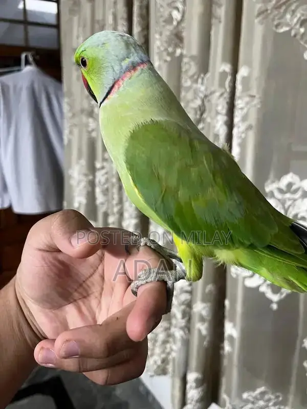 Talking Ring Neck Parrot Pair with Beautiful Feathers