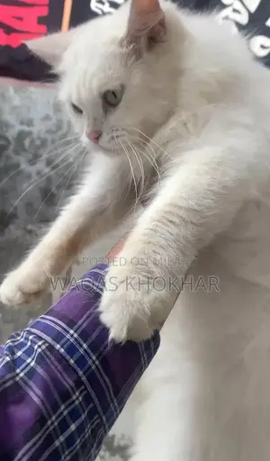 Photo - Purebred Persian Female Cat - White with Yellow Eyes