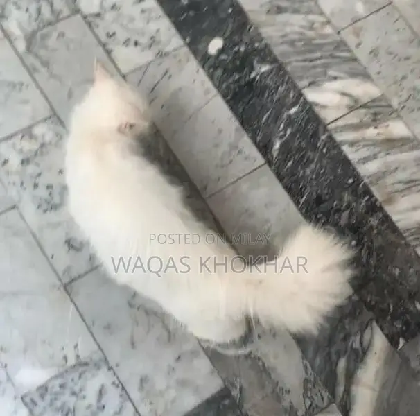 Purebred Persian Female Cat - White with Yellow Eyes