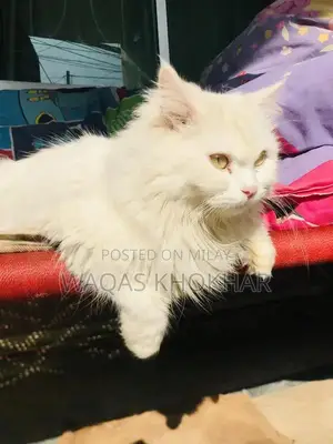 Purebred Persian Female Cat - White with Yellow Eyes