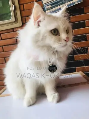 Purebred Persian Female Cat - White with Yellow Eyes