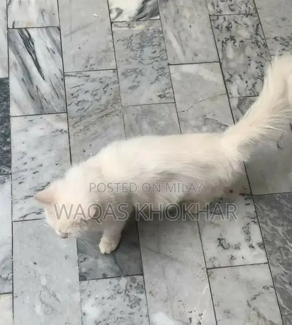 Purebred Persian Female Cat - White with Yellow Eyes