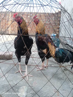 Photo - Aseel Swa or Jwa for Sale Achi Quilty Birds