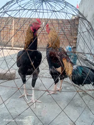 Aseel Swa or Jwa for Sale Achi Quilty Birds