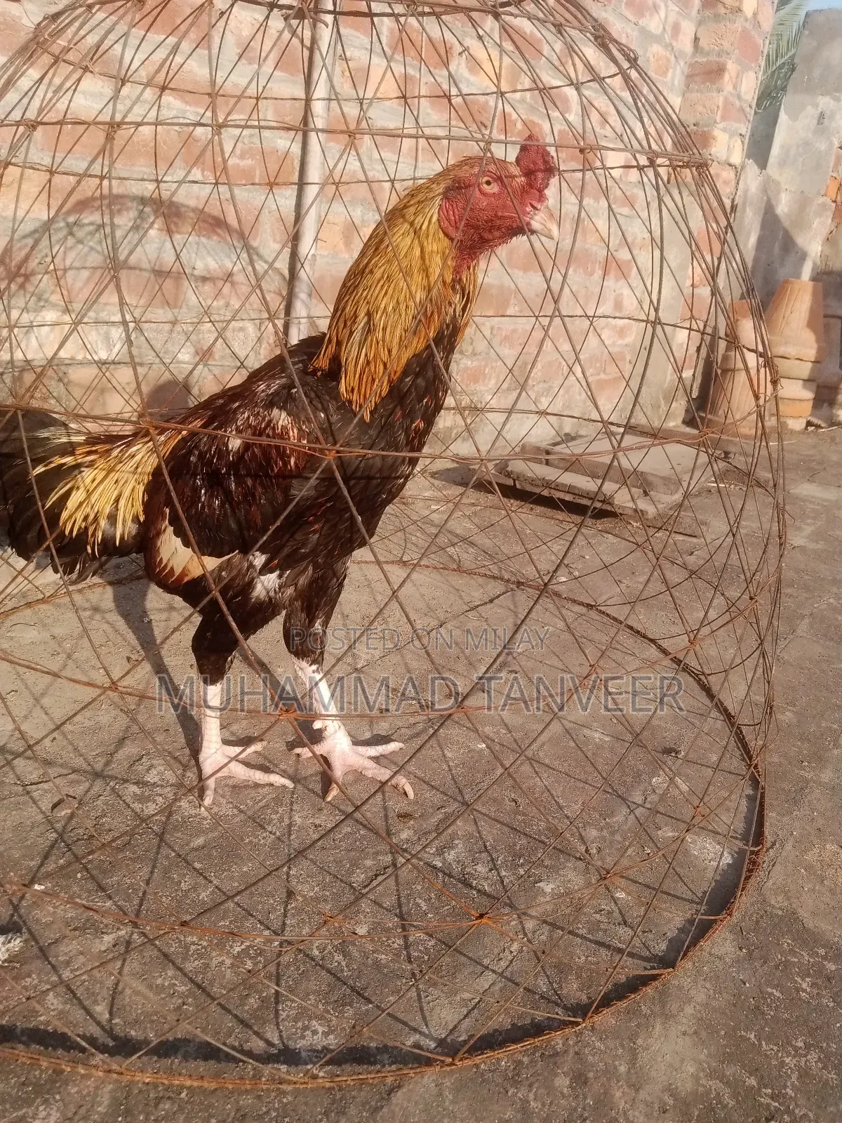 Aseel Swa or Jwa for Sale Achi Quilty Birds