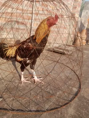 Aseel Swa or Jwa for Sale Achi Quilty Birds