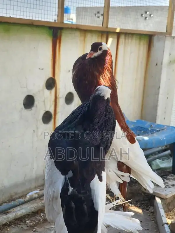 Gubara Tumbler Pigeon Breeding Pair