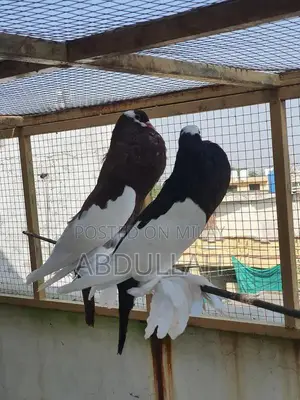 Gubara Tumbler Pigeon Breeding Pair