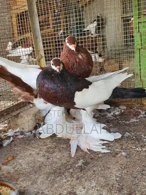 Gubara Tumbler Pigeon Breeding Pair