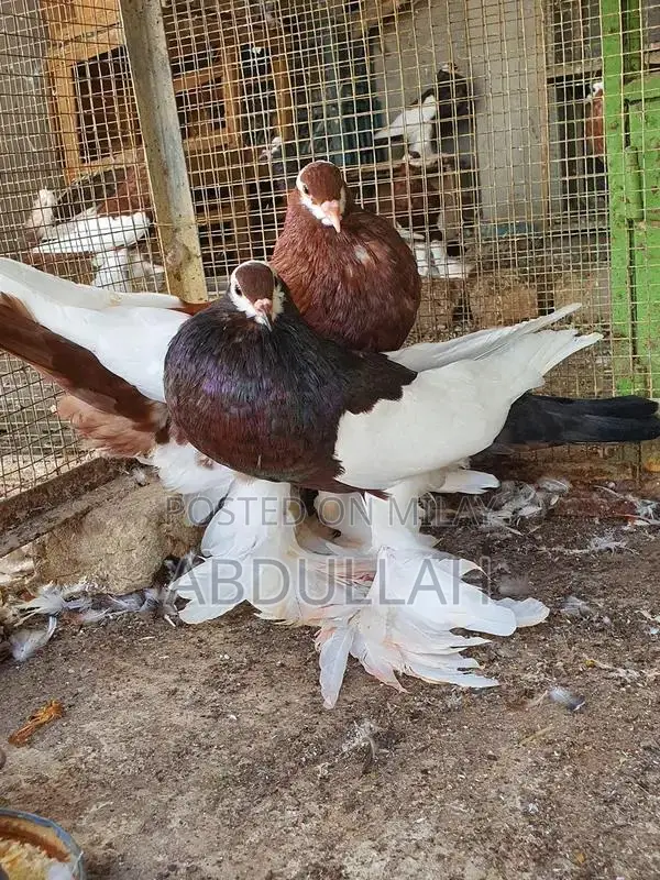 Gubara Tumbler Pigeon Breeding Pair