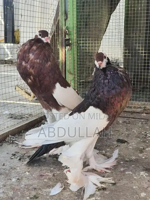 Gubara Tumbler Pigeon Breeding Pair