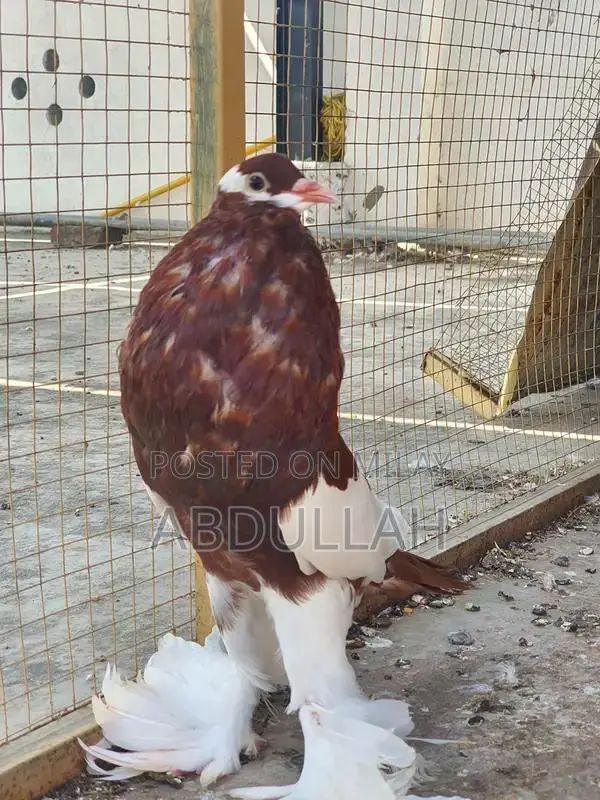Gubara Tumbler Pigeon Breeding Pair