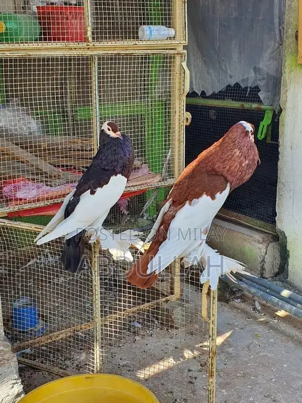 Gubara Tumbler Pigeon Breeding Pair