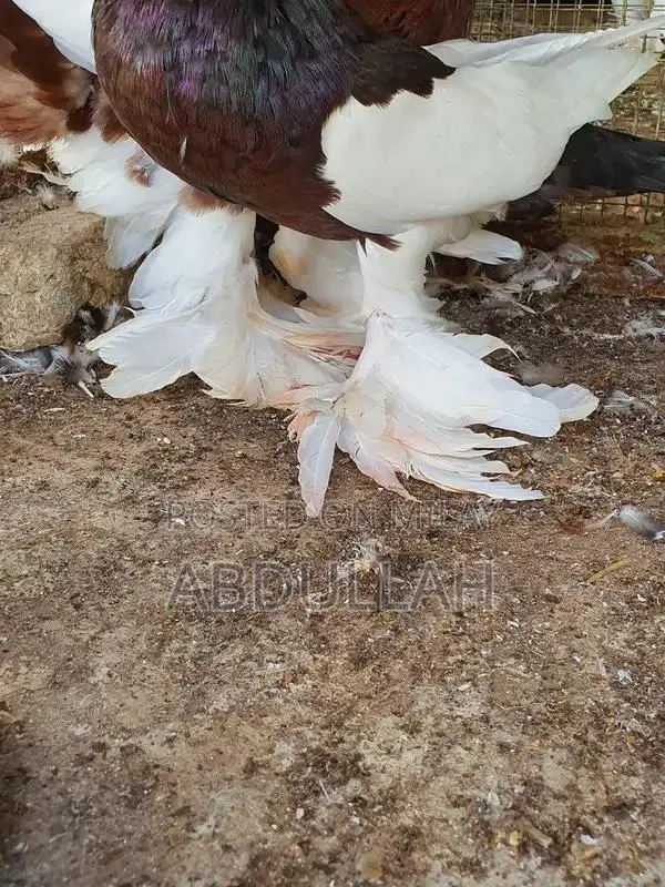 Gubara Tumbler Pigeon Breeding Pair