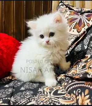 Photo - Adorable Purebred Persian Kitten - Healthy and Playful Companion
