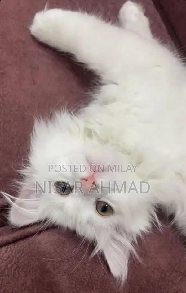 Adorable Purebred Persian Kitten - Healthy and Playful Companion