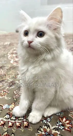 Adorable Purebred Persian Kitten - Healthy and Playful Companion