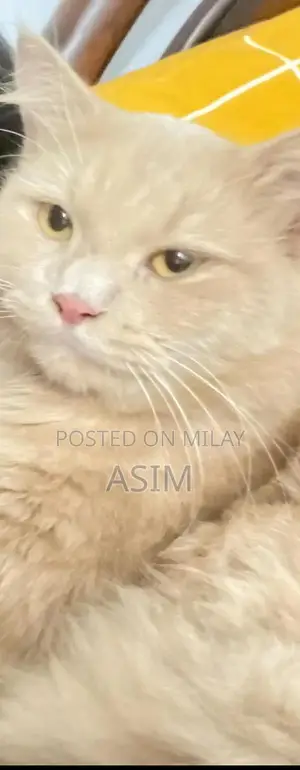 Photo - Persian Male Cat with Comfortable Bed and Accessories