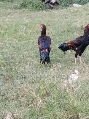 Aseel Home Breed Pet for Sale