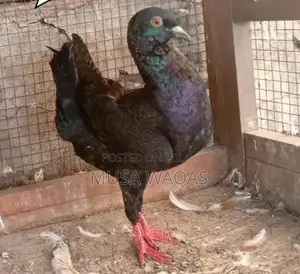 Maltese and Medona Purebred Dog Pair