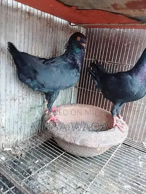 Maltese and Medona Purebred Dog Pair