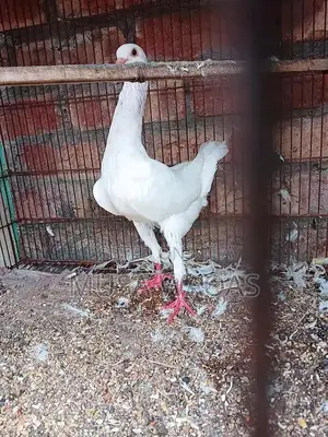 Maltese and Medona Purebred Dog Pair