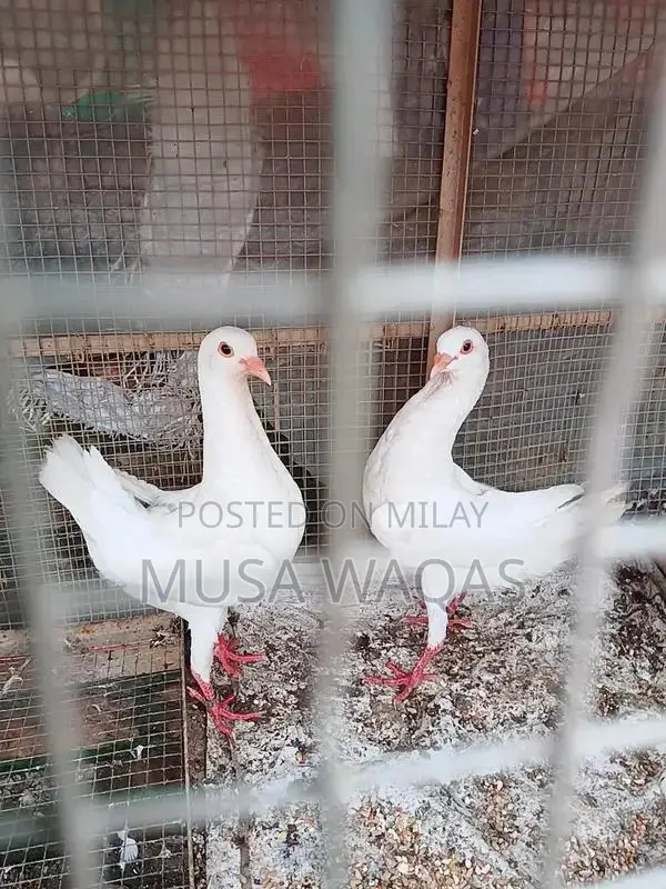Maltese and Medona Purebred Dog Pair