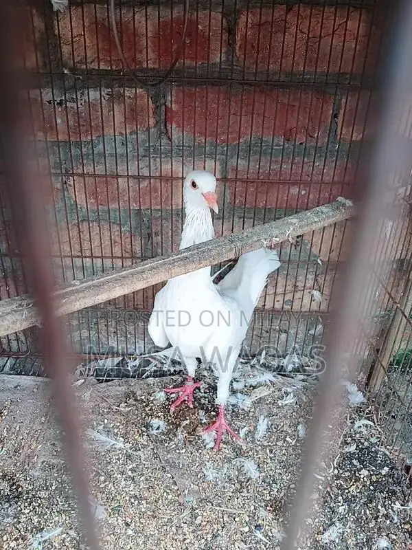 Maltese and Medona Purebred Dog Pair