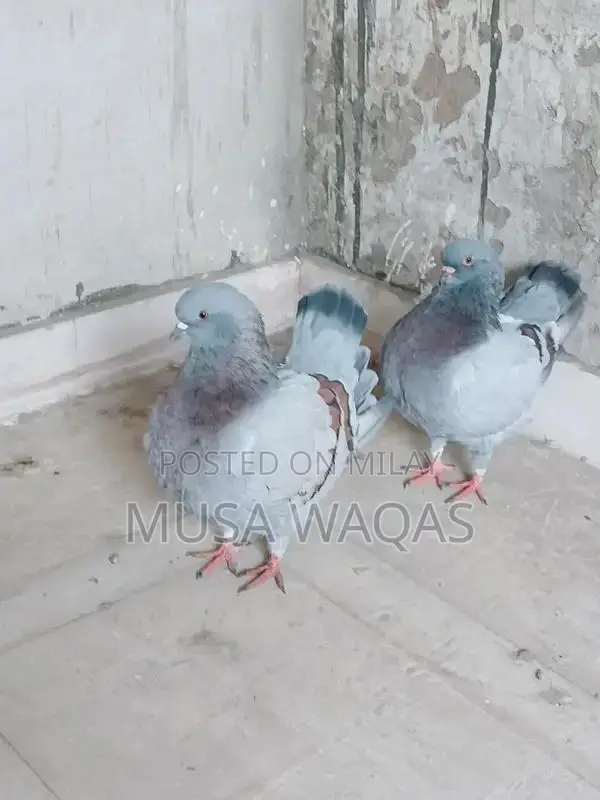 Maltese and Medona Purebred Dog Pair