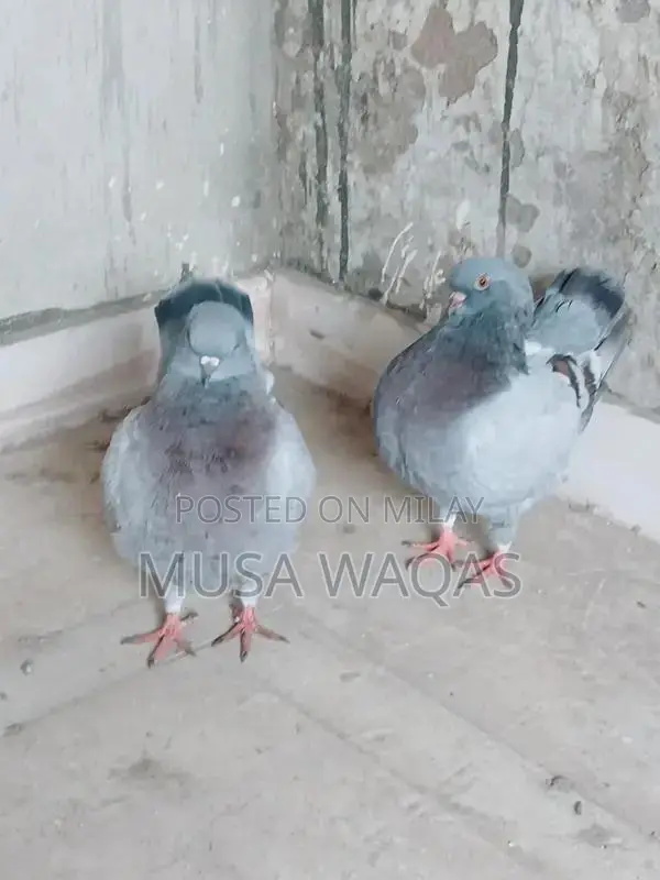 Maltese and Medona Purebred Dog Pair