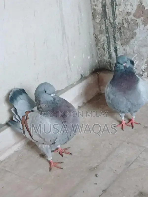 Maltese and Medona Purebred Dog Pair