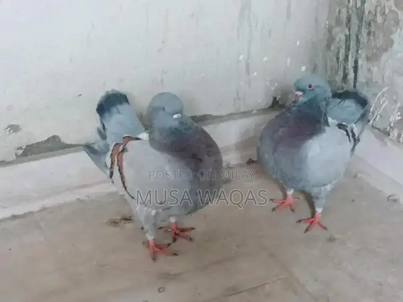 Maltese and Medona Purebred Dog Pair