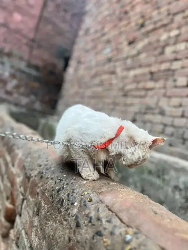 Social and Friendly Cats for Loving Homes